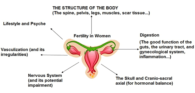 female fertility influencing factors diagram