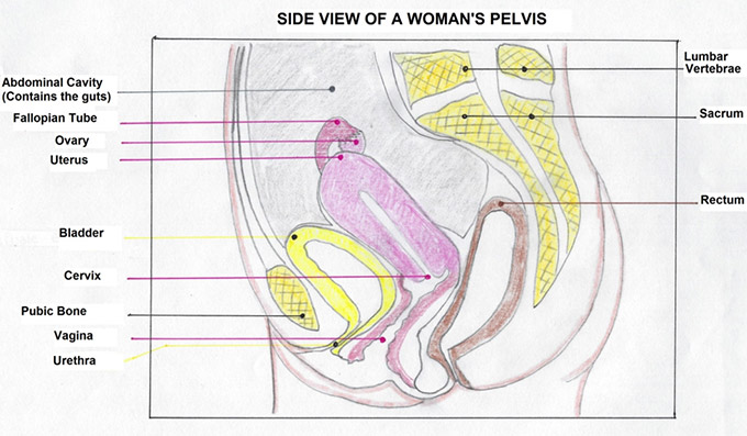female pelvis side view diagram