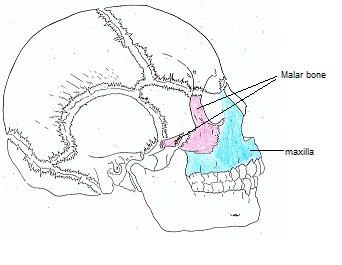 cranial bones