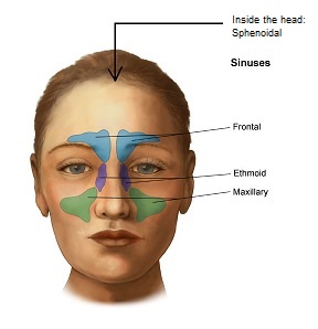 sinuses