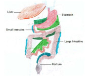 digestive tract connective tissue