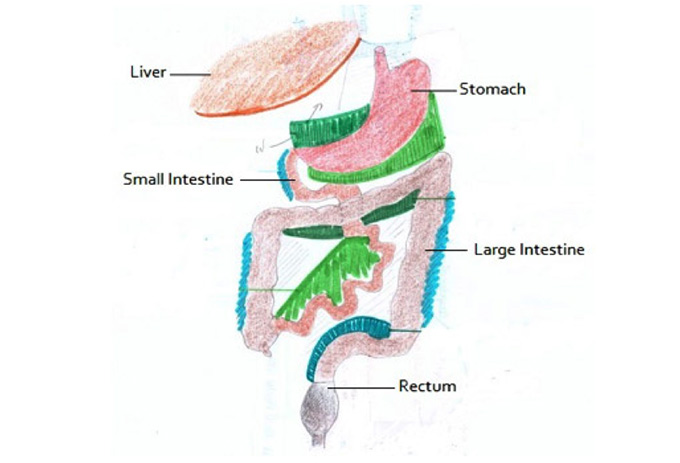 intestines back connective tissue fascia