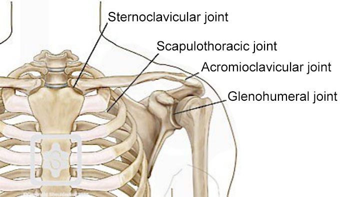 the shoulder joints