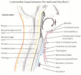 some connective tissue between the neck and the chest