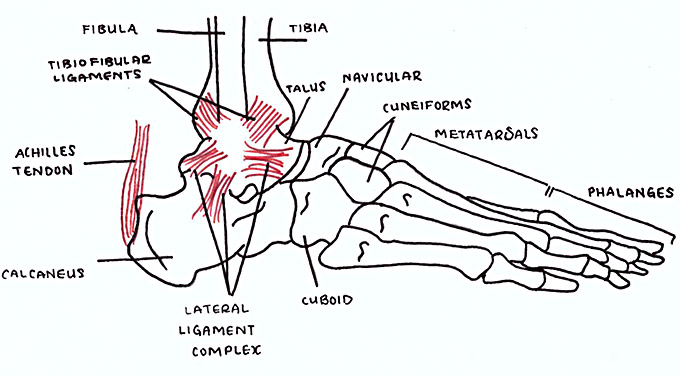 ankle anatomy