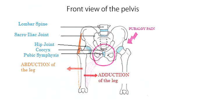 front view of pelvis