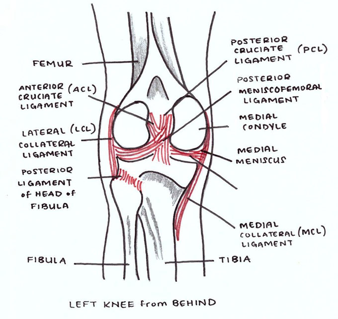 knee anatomy