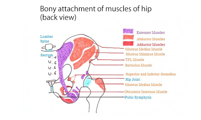 muscle attachment to hip (back view)