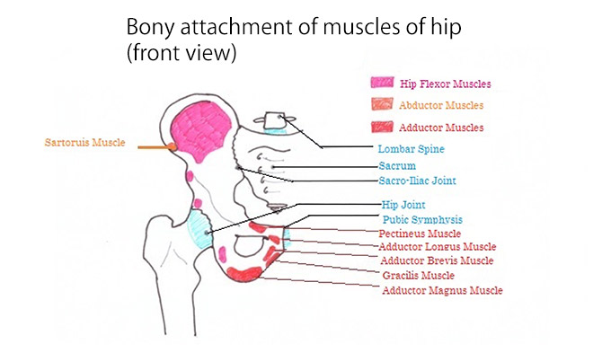 muscle attachment to hip (front view)