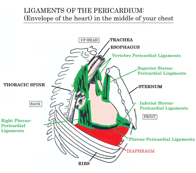 ligaments of the pericardium