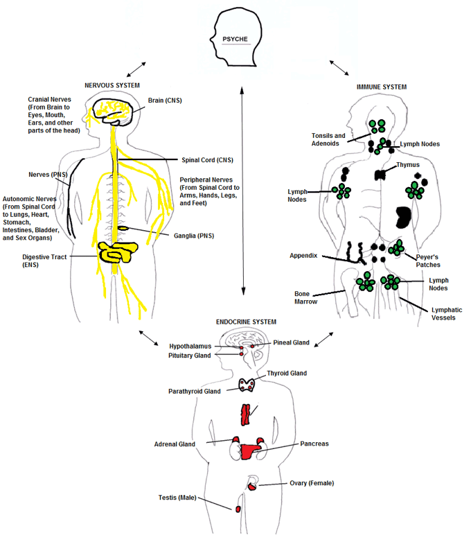 homeostasis of the body