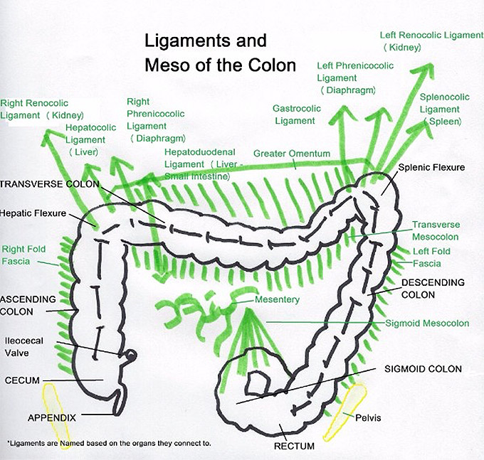 colon ligaments