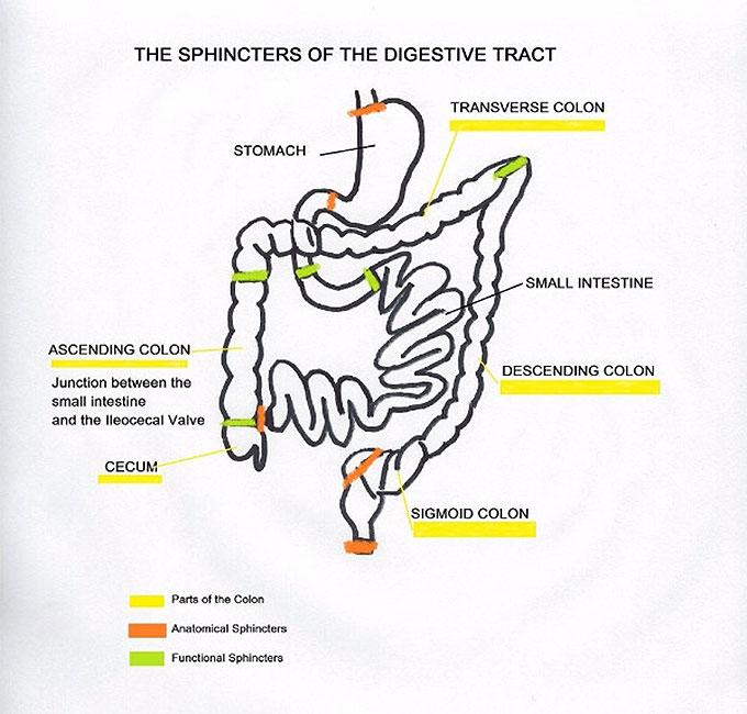 digestive tract sphincters