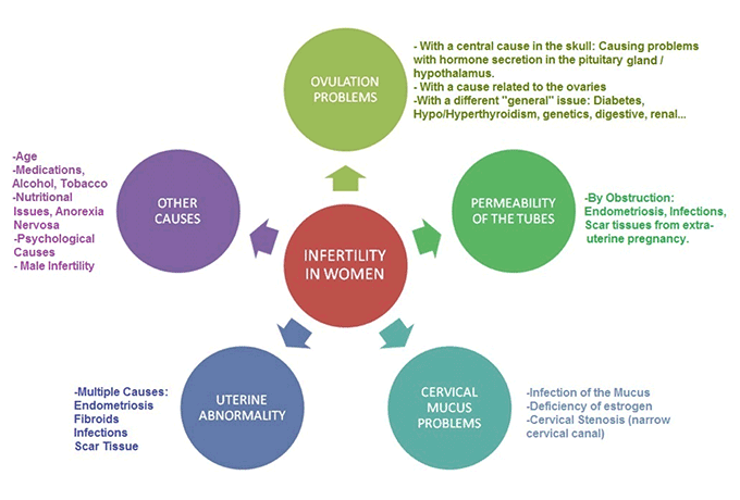 female infertility chart