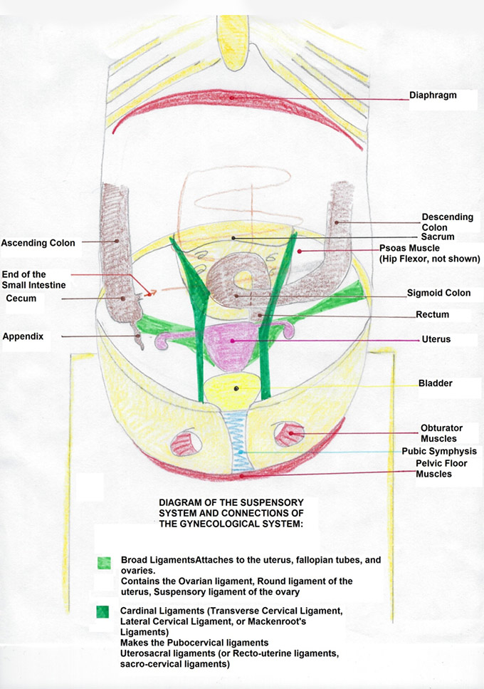 gynecological suspensory-system and its connections