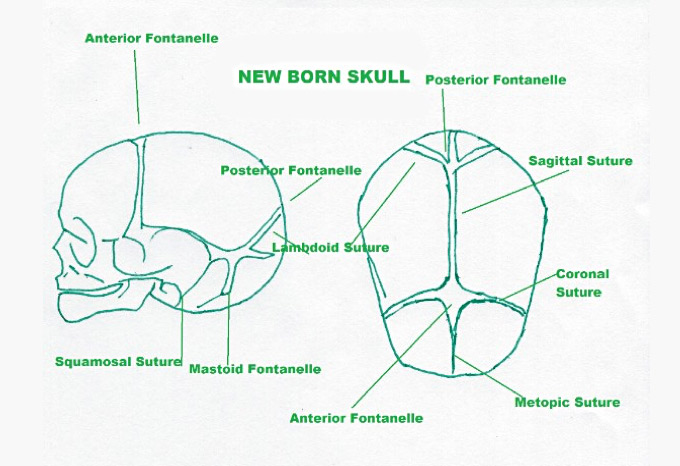 diagram of a new born baby's skull