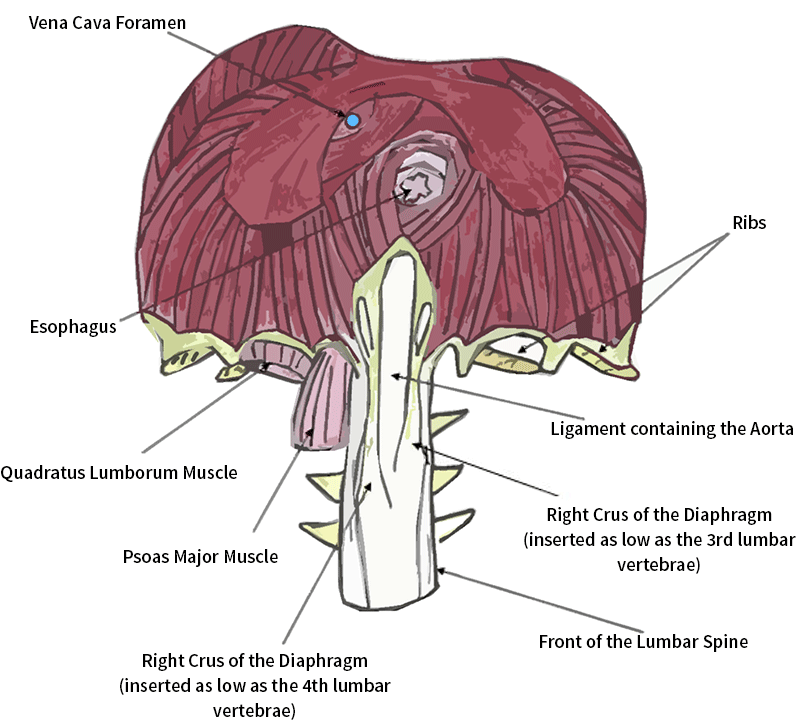 diagram of the abdominal surface of the diaphragm