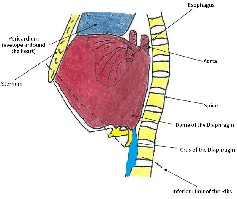 diagram of the diaphragm