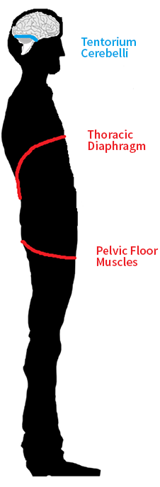 the 3 diaphragms in Osteopathy