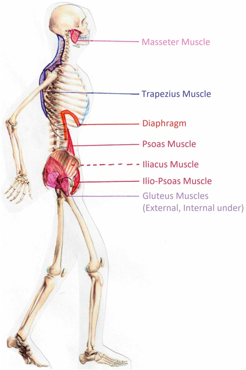 the muscles involved in your posture - skeletal view